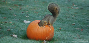 squirrel eating from a pumpkin