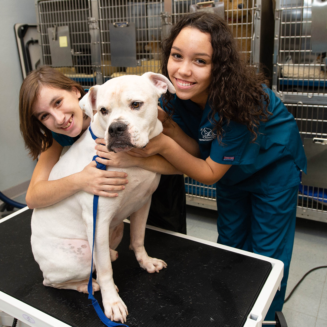 veterinary students with dog