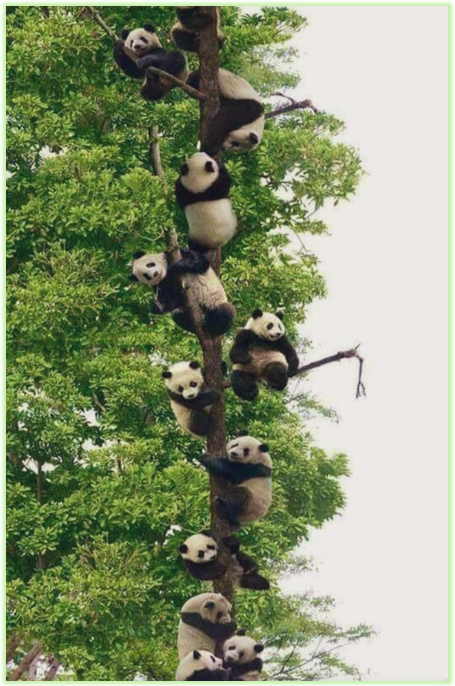 panda-emic