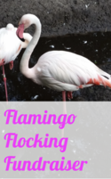 Wolftrap Flamingo fundraiser