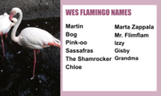 Flamingos Week 2