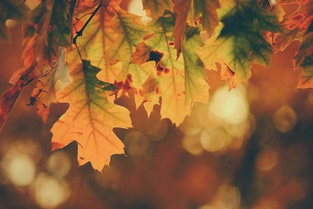 fall leaves 2
