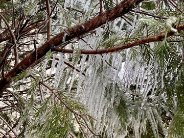 iced tree 2