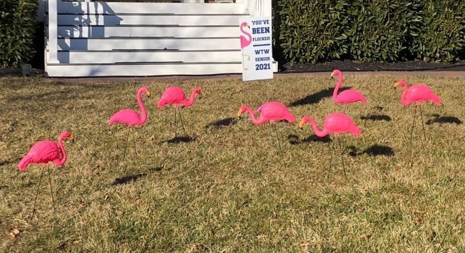 Senior Flamingo Flock