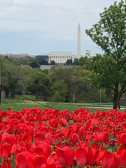 tulips DC