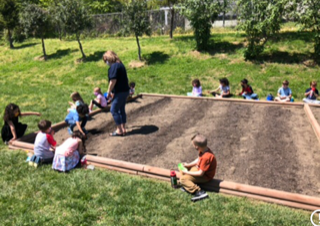An image of Kindergarteners and staff member Sherry Carr working in the garden. 
