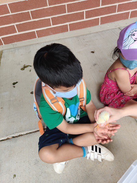 Preschool Chicks