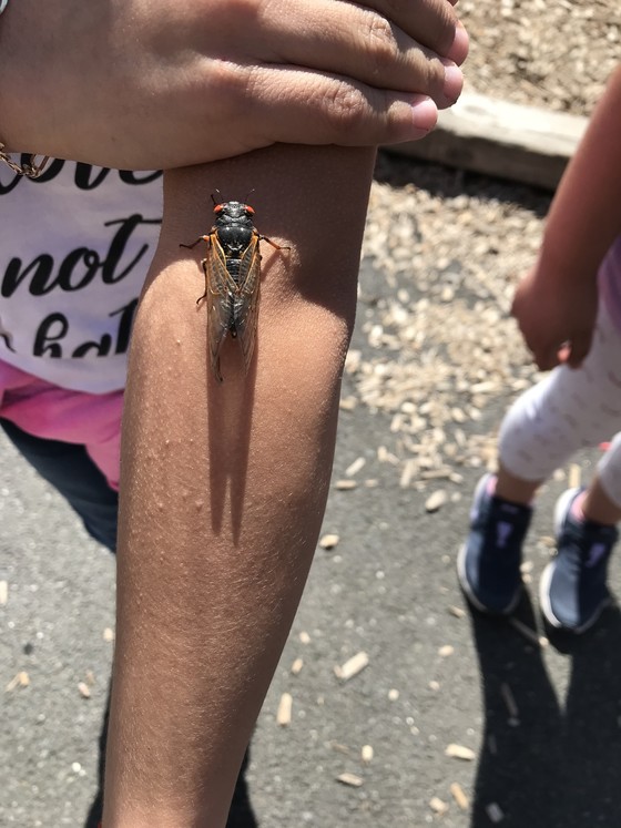 Photo of a student holding a cicada