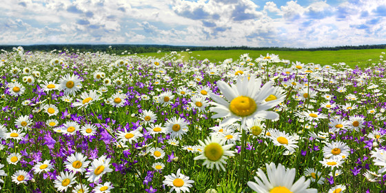 Field of flowers. 