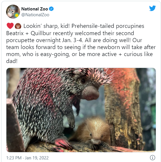 Newborn porcupine