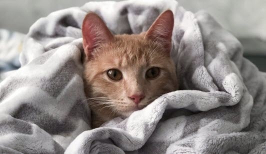 cat in blanket