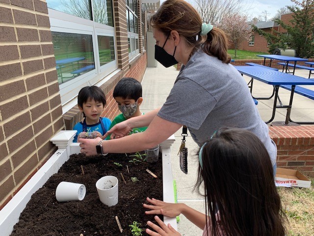 Kindergarteners planting before Spring Break!