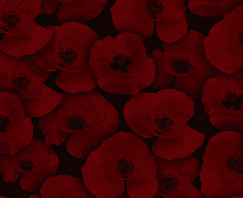 The Tradition of Poppies