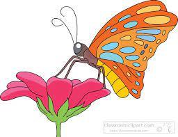 butterfly on flower