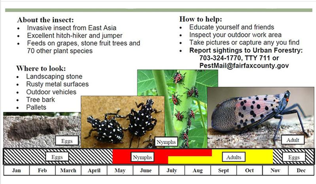 Stages of spotted lanternfly development