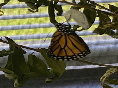 Newly hatched butterfly