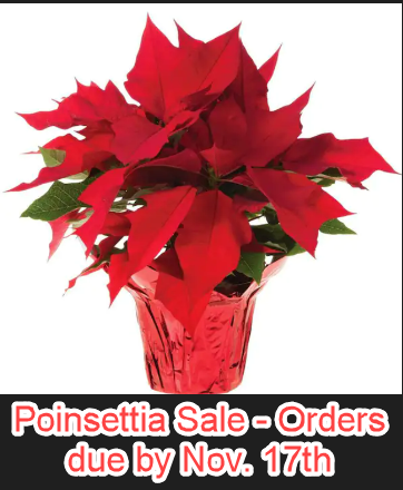 poinsettia