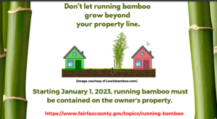 Running Bamboo Ordinance graphic