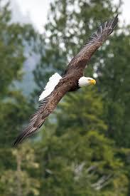 Image of soaring eagle