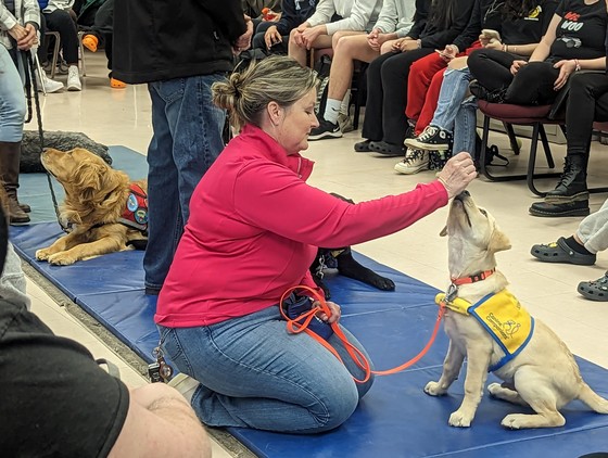 Therapy dog in training