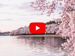 sakura play button