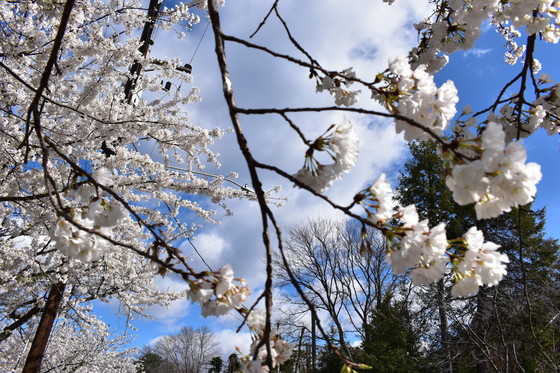 image of the cherry blossoms at franklin sherman