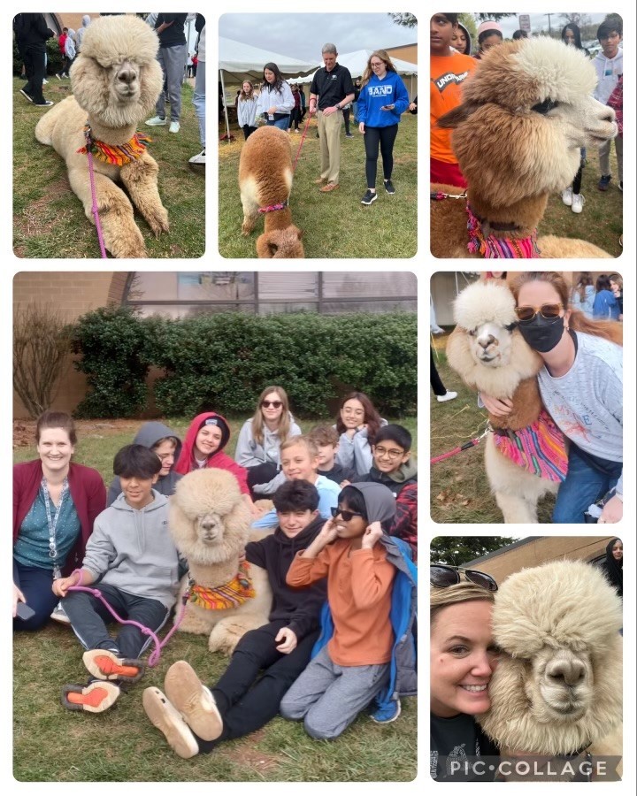 pic collage alpacas