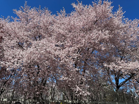 Photo of Cherry trees