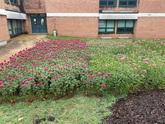 Image of pollinator meadow