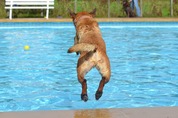 Photo dog jumping into Pool