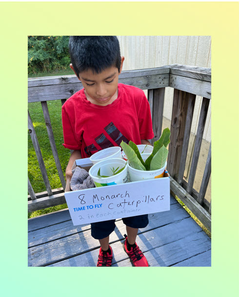 boy with box of monarch caterpillars on leaves