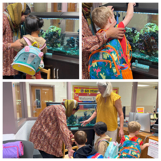 Photo collage of preschool students feeding the fish in the morning