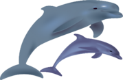 dolphins