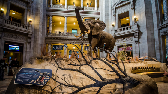 Interior of Natural History Museum in DC