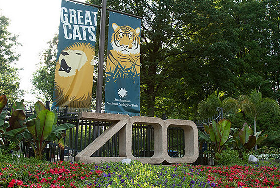 Great Cats DC Zoo