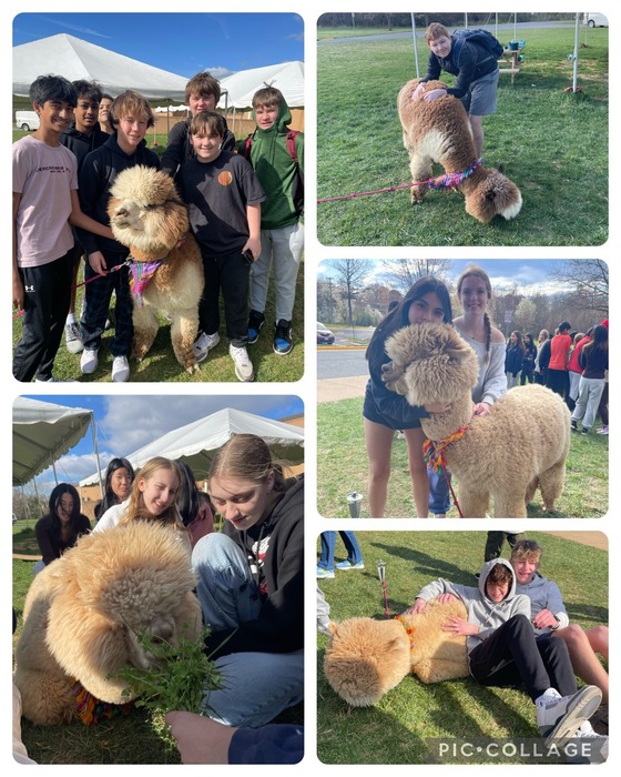 Collage of five pictures showing students posing with two different alpacas