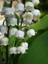Lilies of the Valley