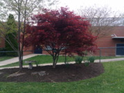 picture of the Franklin Sherman Learning Garden