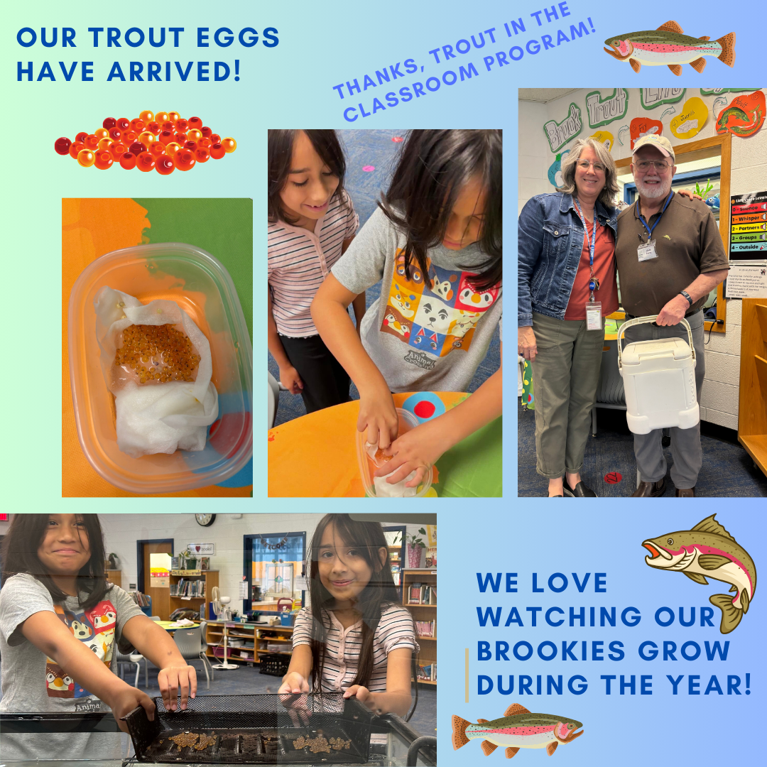 trout eggs photo collage