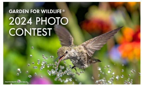 NWF Photo contest