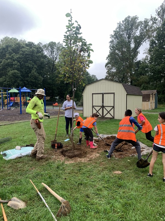 tree planting