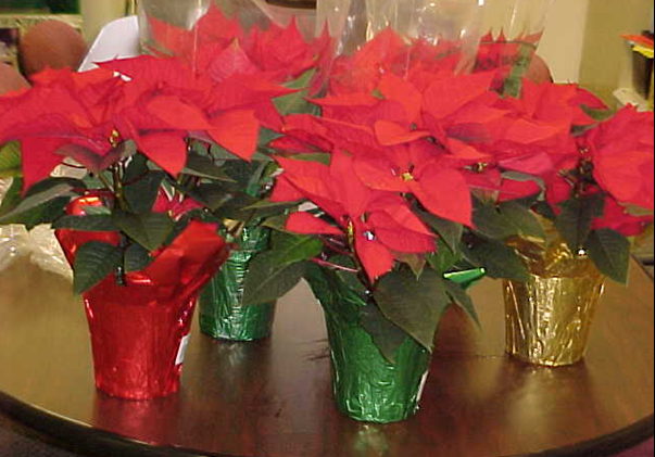 poinsettias