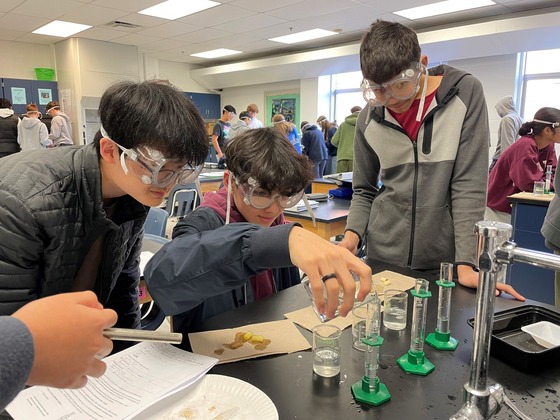 students participating in an Enzyme lab in science class