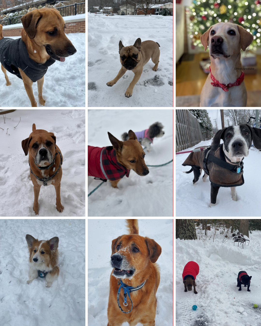 Snow Dogs