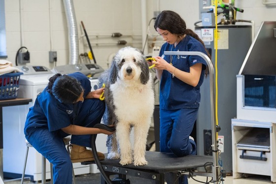 students groom a dog