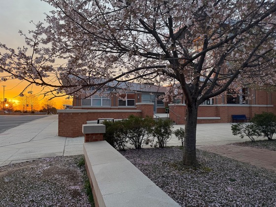 Cherry Blossoms and sunrise in front of Woodson