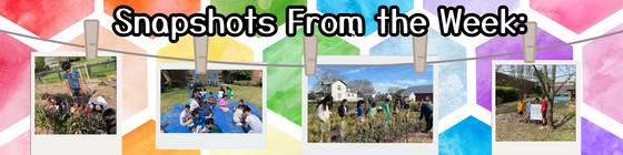 Snapshots for the Week