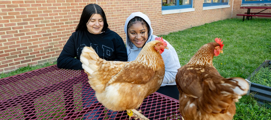 students in their school courtyard looking at chickens
