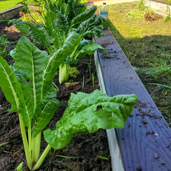 swiss chard in the Lane garden
