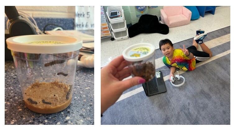 A container of caterpillars and a student looking at a container of chrysalises